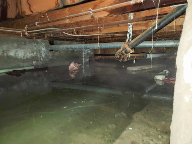 Best Flood restoration services  in Bylas, AZ