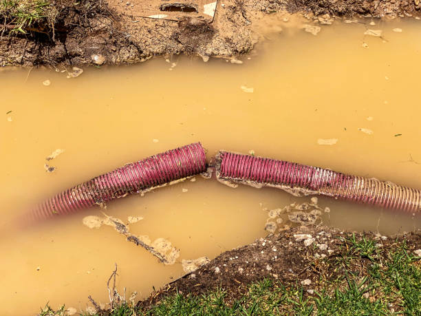 Best Carpet water damage restoration  in Bylas, AZ