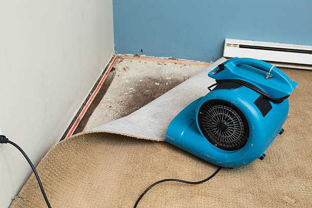Best Basement water damage restoration  in Bylas, AZ